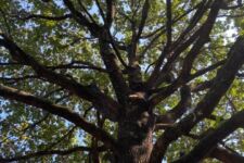 Logo for South Grand Tree Service Logo for South Grand Tree Service