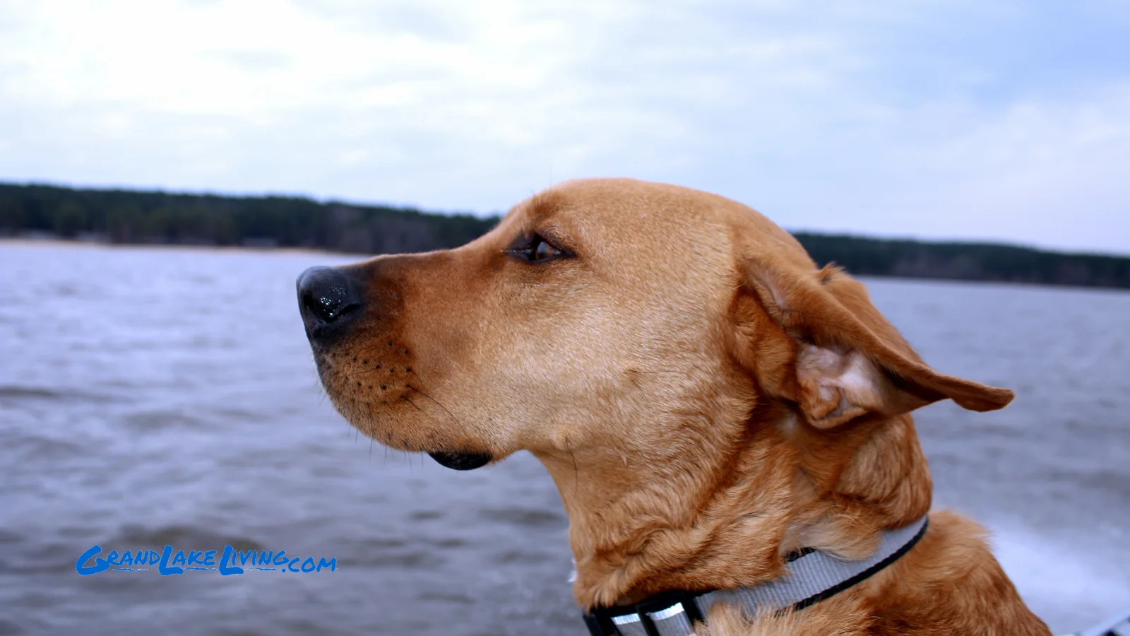 Dog overlooking Grand Lake in northeast Oklahoma.