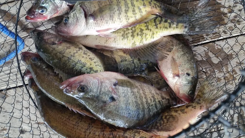 A crappie catch featured in the Grand Lake fishing guide