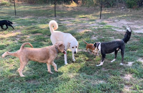 Dogs playing in the outdoor yard at The Dog Barn near Grand Lake.